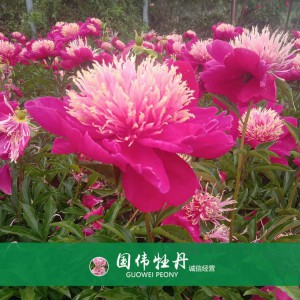 芍藥基地 觀賞芍藥價格 芍藥種植基地  國偉芍藥