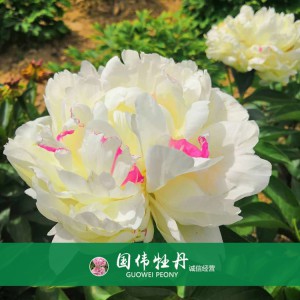 芍藥基地 觀賞芍藥價格 芍藥種植基地  國偉芍藥