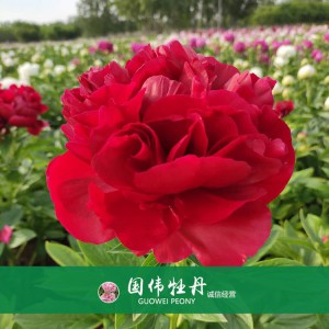 芍藥基地 觀賞芍藥價格 芍藥種植基地  國偉芍藥