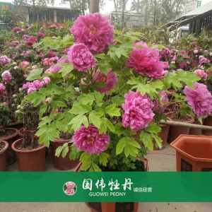 盆栽牡丹 精品牡丹 菏澤牡丹苗批發(fā) 牡丹苗價(jià)格 國偉牡丹苗種植基地常年供應(yīng)牡丹苗