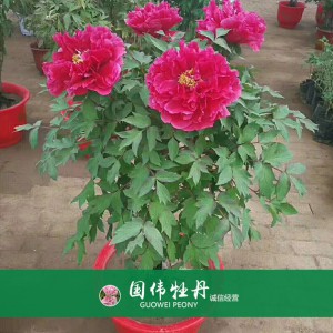 盆栽牡丹 精品牡丹 菏澤牡丹苗批發(fā) 牡丹苗價(jià)格 國偉牡丹苗種植基地常年供應(yīng)牡丹苗