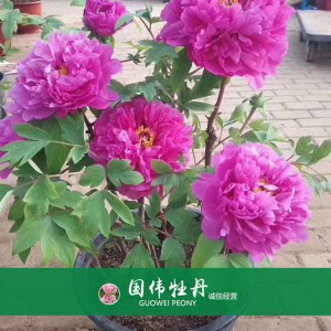 盆栽牡丹 精品牡丹 菏澤牡丹苗批發(fā) 牡丹苗價(jià)格 國偉牡丹苗種植基地常年供應(yīng)牡丹苗