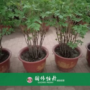 盆栽牡丹 精品牡丹 菏澤牡丹苗批發(fā) 牡丹苗價(jià)格 國偉牡丹苗種植基地常年供應(yīng)牡丹苗