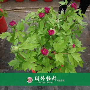 盆栽牡丹 精品牡丹 菏澤牡丹苗批發(fā) 牡丹苗價(jià)格 國偉牡丹苗種植基地常年供應(yīng)牡丹苗