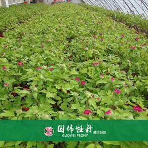 盆栽牡丹 精品牡丹 菏澤牡丹苗批發(fā) 牡丹苗價(jià)格 國偉牡丹苗種植基地常年供應(yīng)牡丹苗