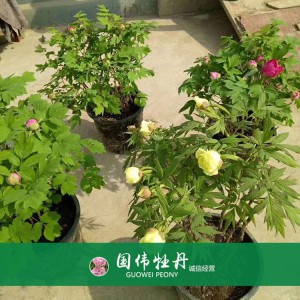 盆栽牡丹 精品牡丹 菏澤牡丹苗批發(fā) 牡丹苗價(jià)格 國偉牡丹苗種植基地常年供應(yīng)牡丹苗
