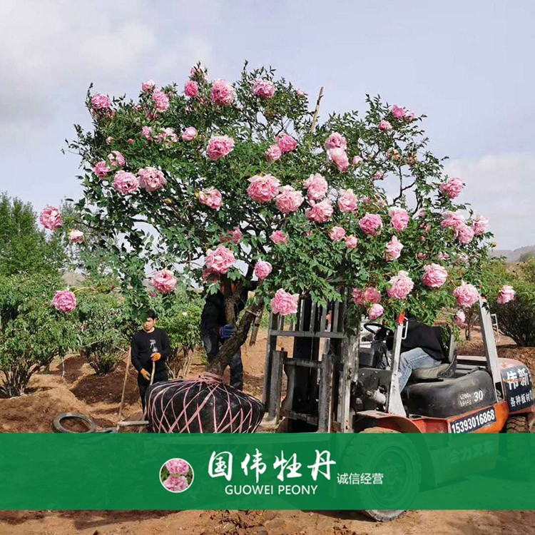 牡丹樹 精品牡丹 牡丹苗價格 國偉牡丹苗種植基地常年供應(yīng)牡丹苗