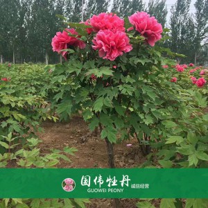 牡丹樹 精品牡丹 牡丹苗價(jià)格 國偉牡丹苗種植基地常年供應(yīng)牡丹苗