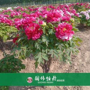 牡丹樹 精品牡丹 牡丹苗價(jià)格 國偉牡丹苗種植基地常年供應(yīng)牡丹苗