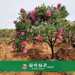 牡丹樹 精品牡丹 牡丹苗價(jià)格 國偉牡丹苗種植基地常年供應(yīng)牡丹苗