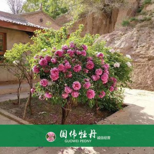 牡丹樹 精品牡丹 牡丹苗價(jià)格 國偉牡丹苗種植基地常年供應(yīng)牡丹苗
