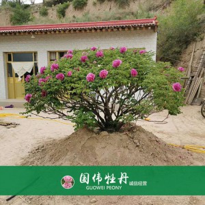 牡丹樹 精品牡丹 牡丹苗價(jià)格 國偉牡丹苗種植基地常年供應(yīng)牡丹苗
