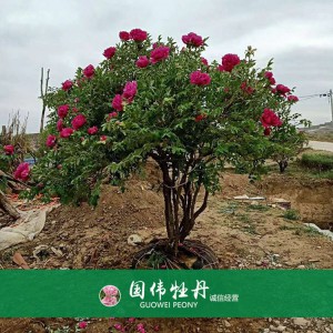 牡丹樹 精品牡丹 牡丹苗價(jià)格 國偉牡丹苗種植基地常年供應(yīng)牡丹苗