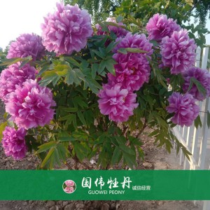 牡丹樹 精品牡丹 牡丹苗價(jià)格 國偉牡丹苗種植基地常年供應(yīng)牡丹苗