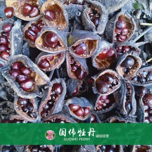 牡丹籽 牡丹種植 國偉牡丹 牡丹種子