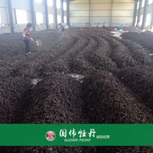 牡丹籽 牡丹種植 國偉牡丹 牡丹種子