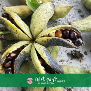 牡丹籽 牡丹種植 國偉牡丹 牡丹種子