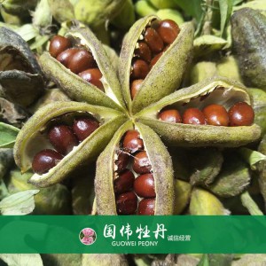 牡丹籽 牡丹種植 國偉牡丹 牡丹種子