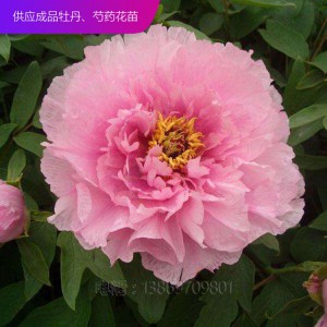 精品牡丹 泰盛牡丹種植 泰盛牡丹 牡丹苗 牡丹苗種植 牡丹苗價(jià)格