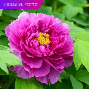 精品牡丹 泰盛牡丹種植 泰盛牡丹 牡丹苗 牡丹苗種植 牡丹苗價(jià)格