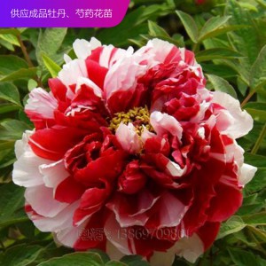 精品牡丹 泰盛牡丹種植 泰盛牡丹 牡丹苗 牡丹苗種植 牡丹苗價(jià)格