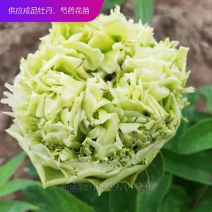 精品牡丹 泰盛牡丹種植 泰盛牡丹 牡丹苗 牡丹苗種植 牡丹苗價(jià)格