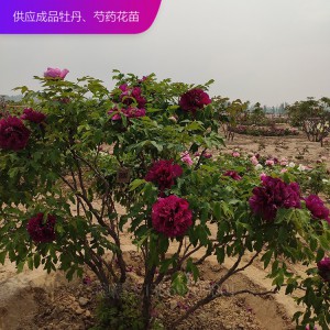 牡丹樹(shù) 精品牡丹 泰盛牡丹 牡丹價(jià)格