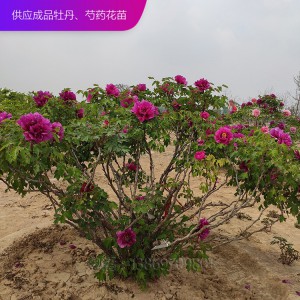 牡丹樹(shù) 精品牡丹 泰盛牡丹 牡丹價(jià)格