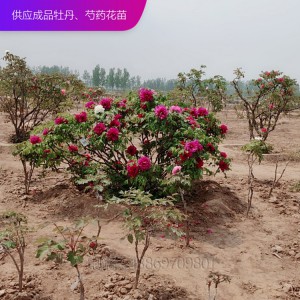 牡丹樹(shù) 精品牡丹 泰盛牡丹 牡丹價(jià)格