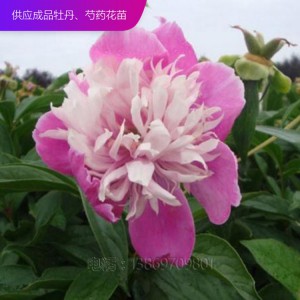芍藥 芍藥苗 精品芍藥 芍藥價格 芍藥花 芍藥花苗