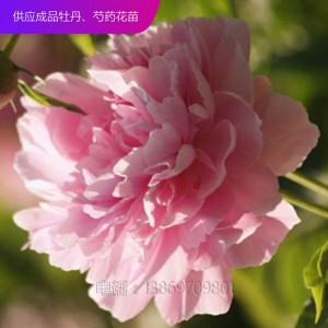 芍藥 芍藥苗 精品芍藥 芍藥價格 芍藥花 芍藥花苗