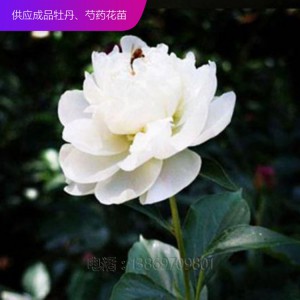 芍藥 芍藥苗 精品芍藥 芍藥價格 芍藥花 芍藥花苗
