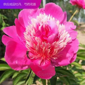 芍藥 芍藥苗 精品芍藥 芍藥價格 芍藥花 芍藥花苗