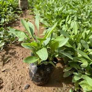 金雞菊 金雞菊批發(fā) 綠化苗木 御澤花卉 基地直銷