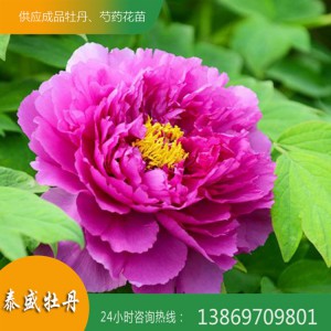 泰盛牡丹供應多層重瓣牡丹 觀賞牡丹 精品牡丹 菏澤牡丹種植基地