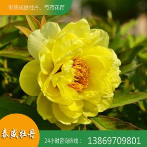 泰盛牡丹供應多層重瓣牡丹 觀賞牡丹 精品牡丹 菏澤牡丹種植基地
