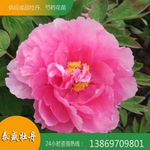 菏澤牡丹基地 粉色精品牡丹 觀賞牡丹花苗批發零售