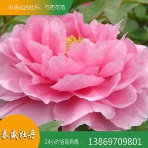 菏澤牡丹基地 粉色精品牡丹 觀賞牡丹花苗批發零售