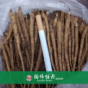 出售芍藥苗 藥用芍藥苗 苗圃直銷 現貨供應