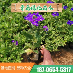 山東細葉美女櫻基地直發盆栽細葉美女櫻 美女櫻營養缽苗 園林工程花壇綠化 大量現貨