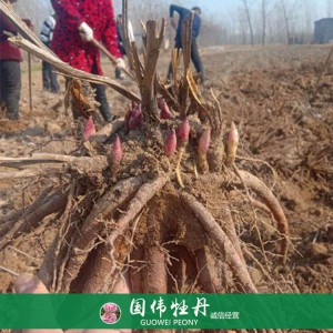 觀賞芍藥苗基地 芍藥小苗 芍藥種苗