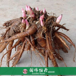 菏澤芍藥苗芍藥花苗銷售 芍藥種苗批發