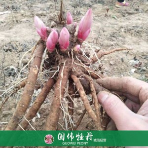 菏澤芍藥苗芍藥花苗銷售 芍藥種苗批發