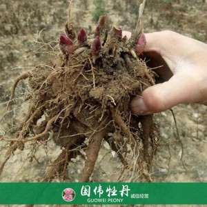 菏澤芍藥苗芍藥花苗銷售 芍藥種苗批發