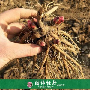 菏澤芍藥苗芍藥花苗銷售 芍藥種苗批發