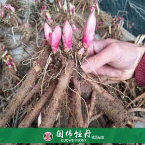 觀賞芍藥苗基地 芍藥小苗 芍藥種苗