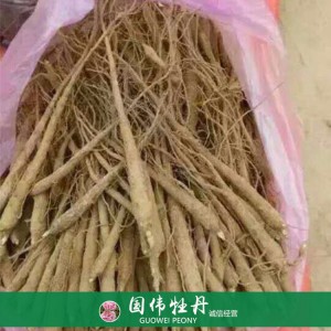 出售芍藥苗 藥用芍藥苗 苗圃直銷 現貨供應