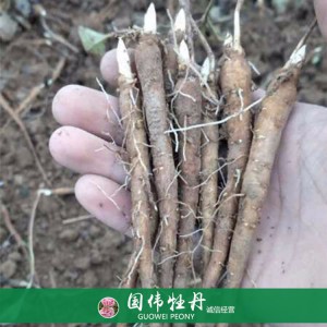 出售芍藥苗 藥用芍藥苗 苗圃直銷 現貨供應