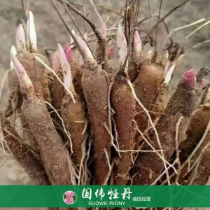 出售芍藥苗 藥用芍藥苗 苗圃直銷 現貨供應