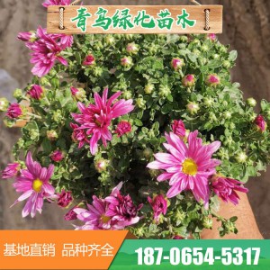 千頭菊基地直供 雙色盆菊花 各種盆栽菊花大量銷售